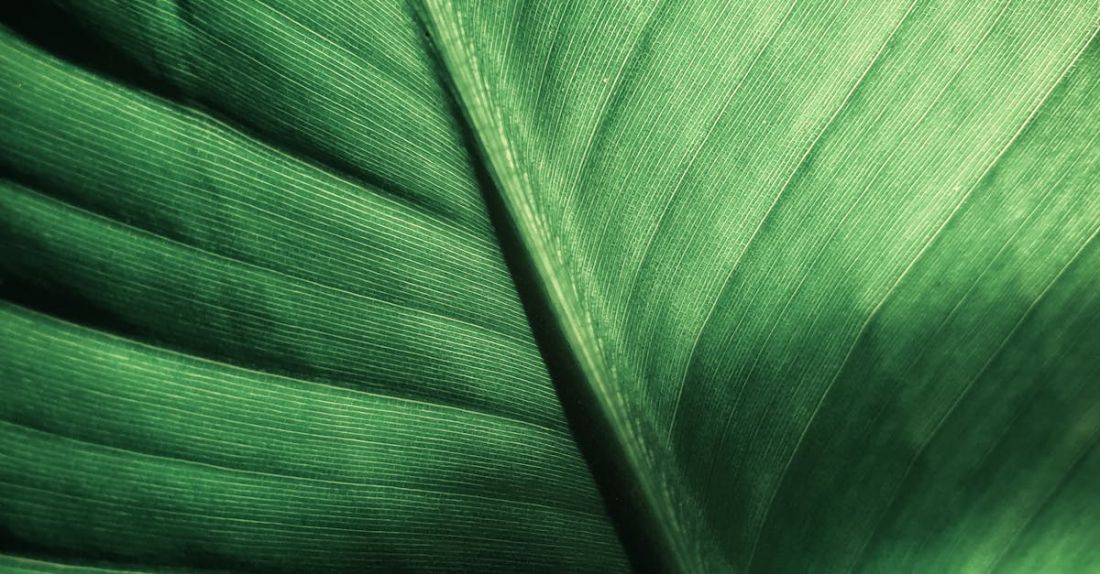 Green Certifications - Blatt