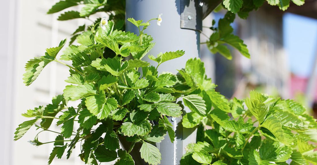 Hydroponic Farming - Strawberries being Grown with a Pipe