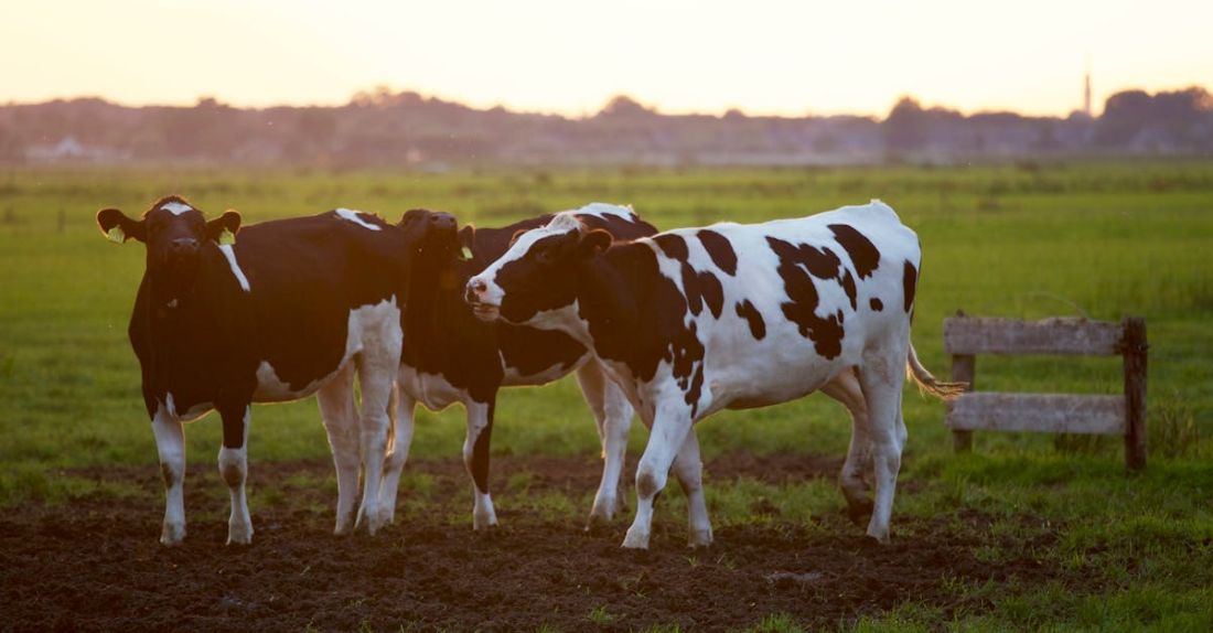 Livestock - Three Black-and-white Cows