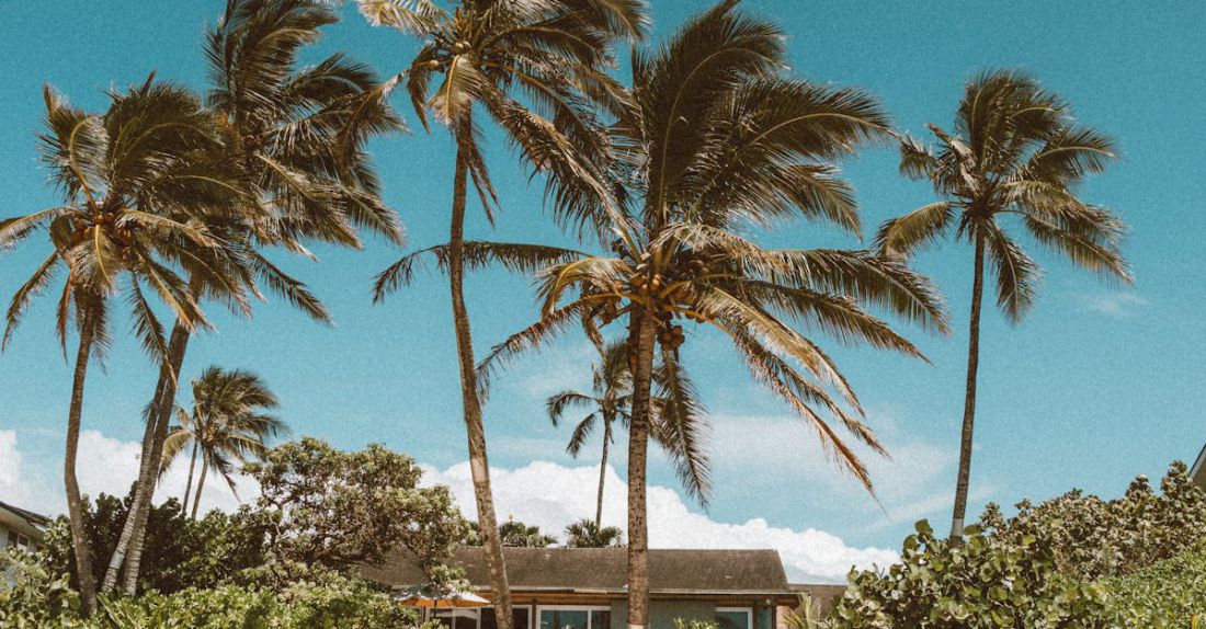 Green Living - Palm Trees on Beach