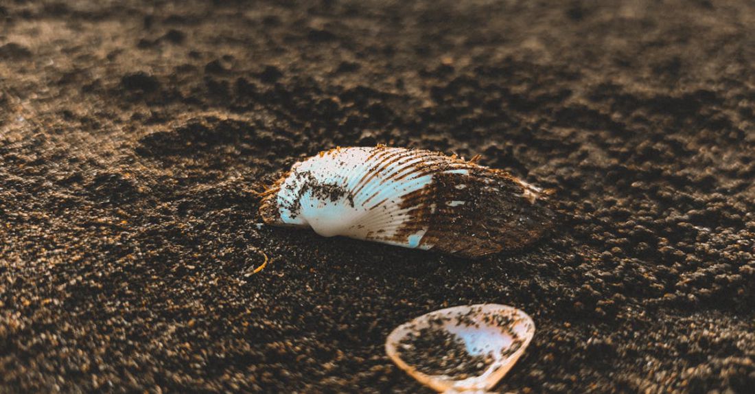 Heat Islands - Seashell on ground during sunset