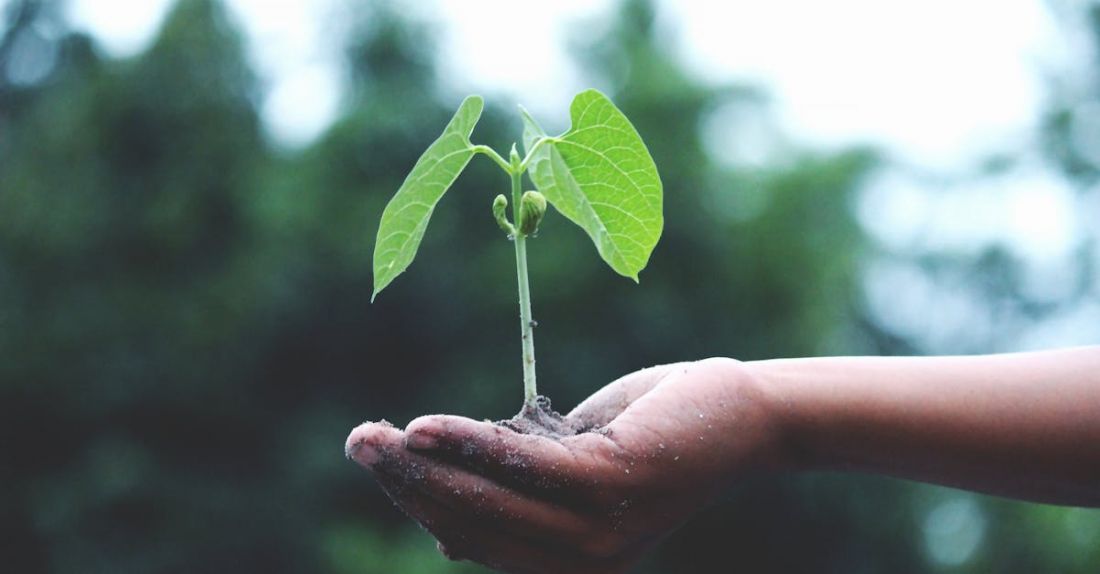 Tree Planting - Person Holding A Green Plant